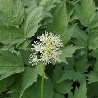 Actaea pachypoda 'Misty Blue'